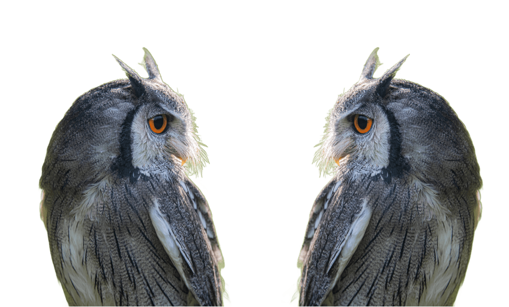 two owls looking at eachother - possibly a mirror copy of each other